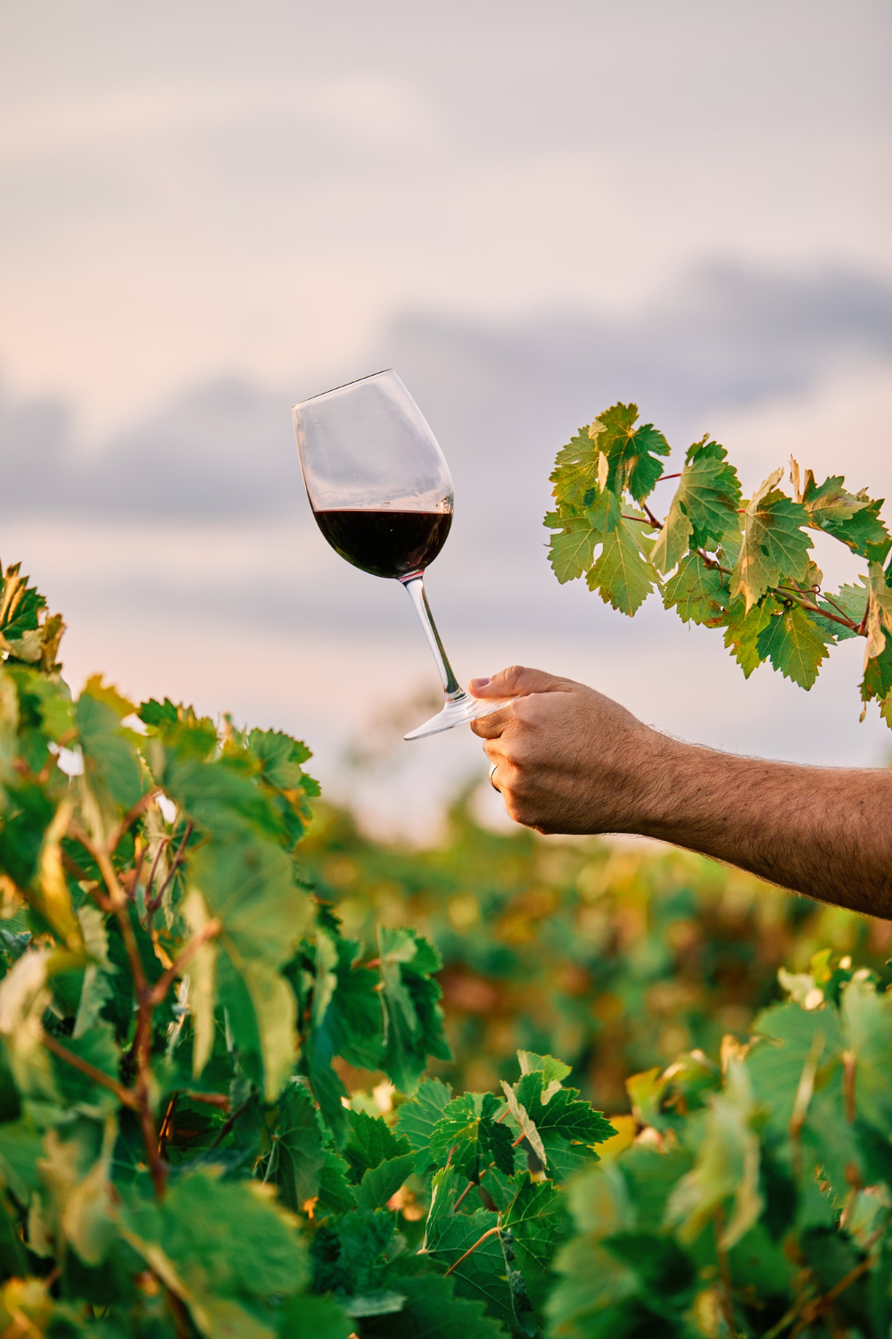 cabinet recrutement vins et spiritueux